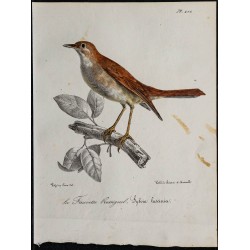 1830 - Rossignol philomèle 