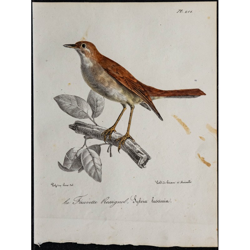 1830 - Rossignol philomèle 