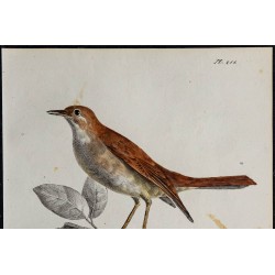 1830 - Rossignol philomèle 