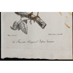 1830 - Rossignol philomèle 