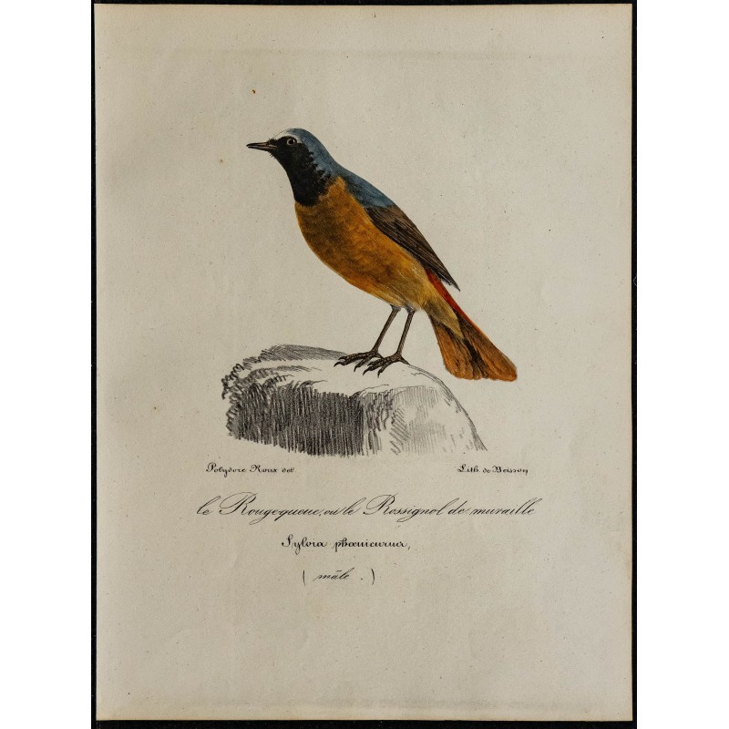 1830 - Rougequeue à front blanc 