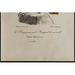 1830 - Rougequeue à front blanc 