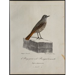1830 - Rougequeue à front blanc 