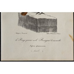 1830 - Rougequeue à front blanc 