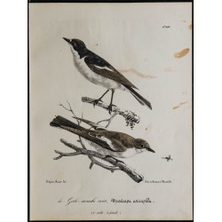 1830 - Gobemouche noir 