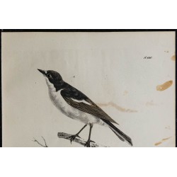 1830 - Gobemouche noir 