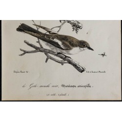 1830 - Gobemouche noir 