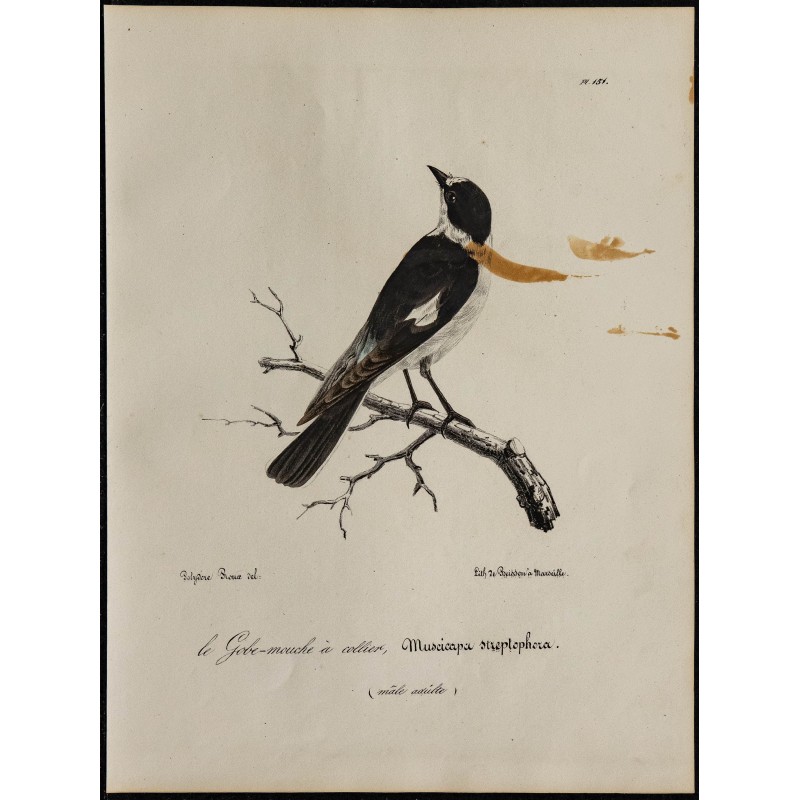 1830 - Gobemouche à collier 