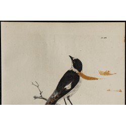 1830 - Gobemouche à collier 