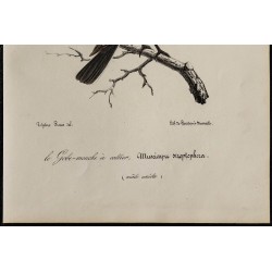 1830 - Gobemouche à collier 