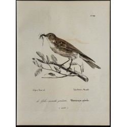 1830 - Gobemouche gris 