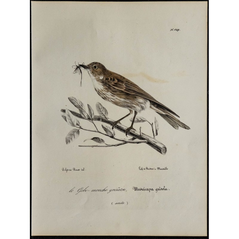 1830 - Gobemouche gris 1830 - Gobemouche gris