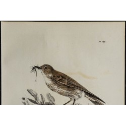 1830 - Gobemouche gris 