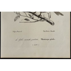 1830 - Gobemouche gris 