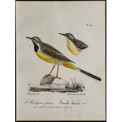 1830 - Bergeronnette des ruisseaux 