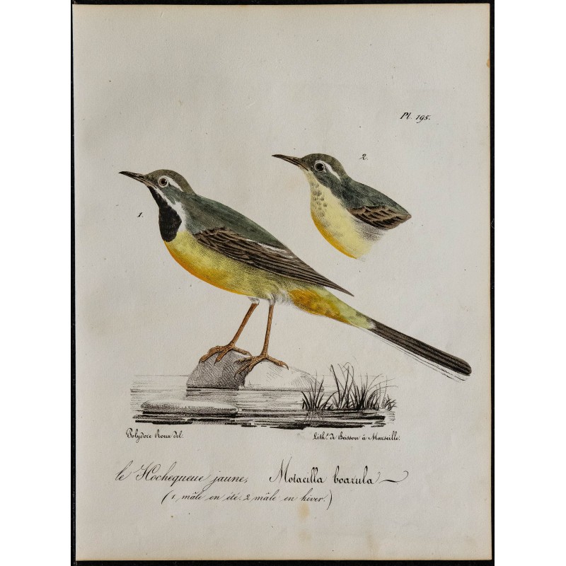 1830 - Bergeronnette des ruisseaux 1830 - Bergeronnette des ruisseaux