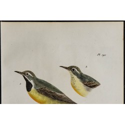 1830 - Bergeronnette des ruisseaux 