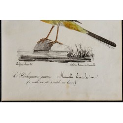 1830 - Bergeronnette des ruisseaux 