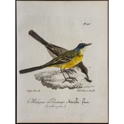 1830 - Bergeronnette printanière 