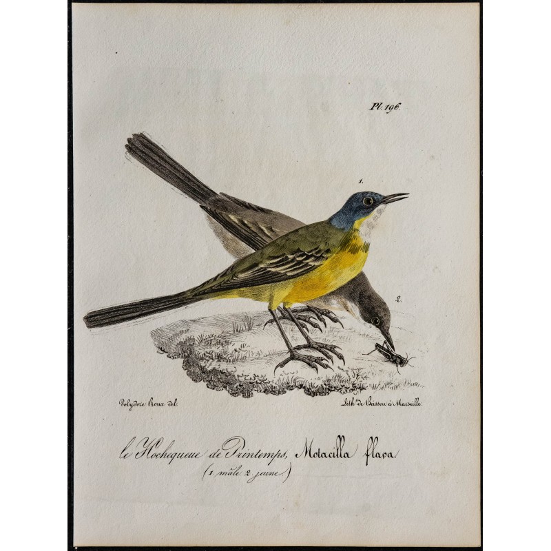 1830 - Bergeronnette printanière 1830 - Bergeronnette printanière