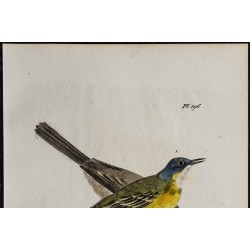 1830 - Bergeronnette printanière 