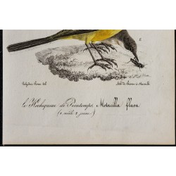 1830 - Bergeronnette printanière 