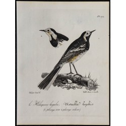 1830 - Bergeronnette grise 
