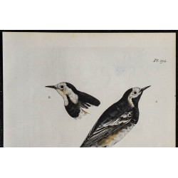 1830 - Bergeronnette grise 