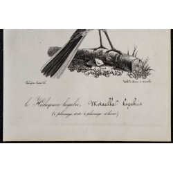 1830 - Bergeronnette grise 