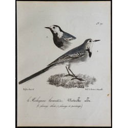 1830 - Bergeronnette grise 