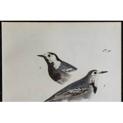 1830 - Bergeronnette grise 