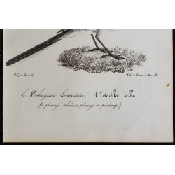 1830 - Bergeronnette grise 