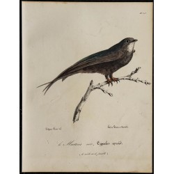 1830 - Martinet noir 