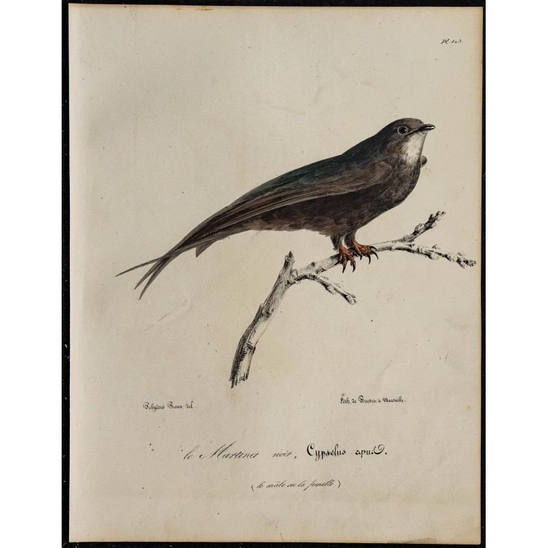 1830 - Martinet noir 