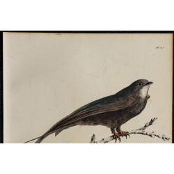 1830 - Martinet noir 