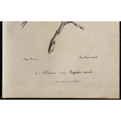 1830 - Martinet noir 