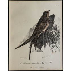 1830 - Martinet alpin 