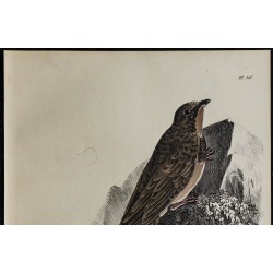 1830 - Martinet alpin 