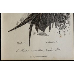 1830 - Martinet alpin 