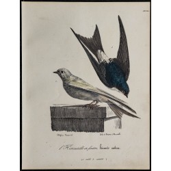 1830 - Hirondelle de fenêtre 