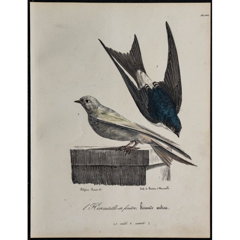 1830 - Hirondelle de fenêtre 1830 - Hirondelle de fenêtre