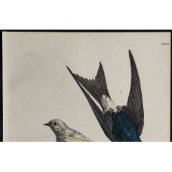 1830 - Hirondelle de fenêtre 