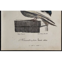 1830 - Hirondelle de fenêtre 