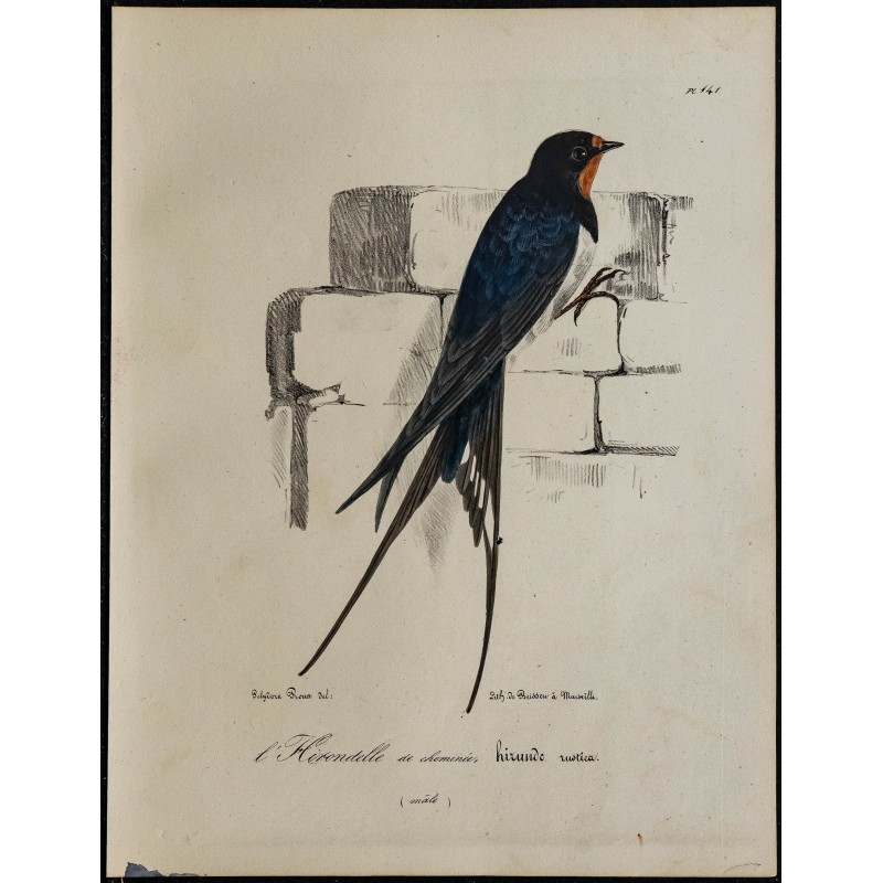 1830 - Hirondelle rustique 1830 - Hirondelle rustique