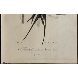 1830 - Hirondelle rustique 