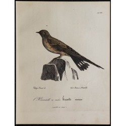 1830 - Hirondelle rupestre 