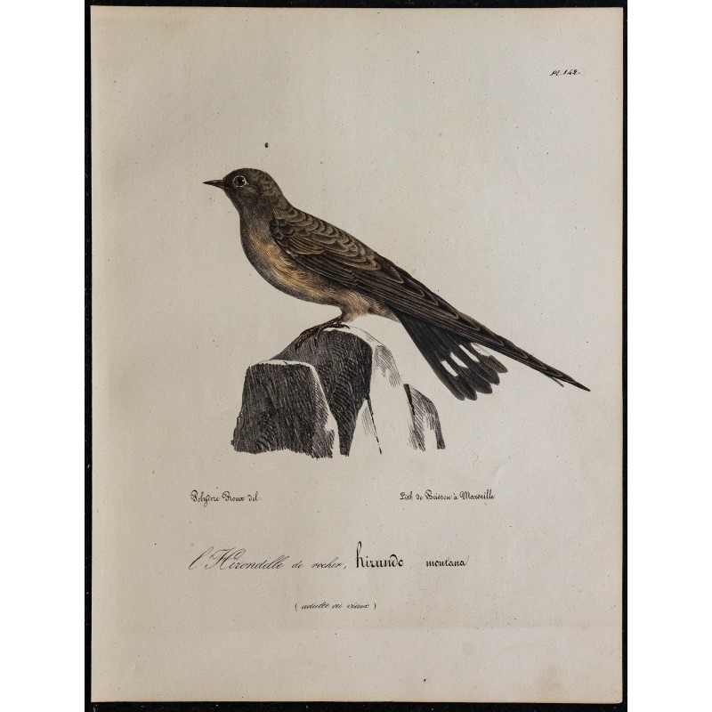 1830 - Hirondelle rupestre 1830 - Hirondelle rupestre
