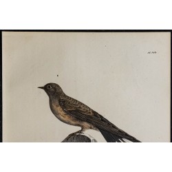 1830 - Hirondelle rupestre 