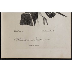 1830 - Hirondelle rupestre 