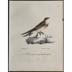 1830 - Hirondelle de rivage 